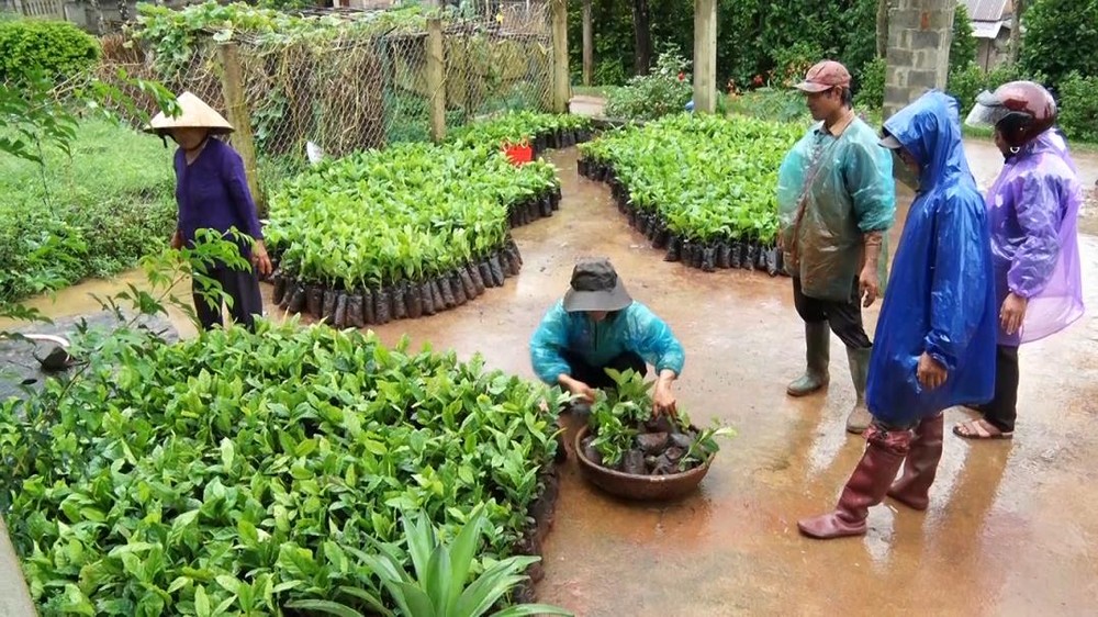 Cây giống cà phê chè catimor  phục vụ công tác tái canh cho các hộ nông dân. Nguồn:huonghoa.quangtri.gov.vn