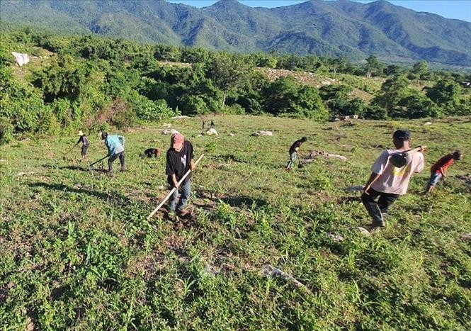 Ninh Thuận tranh thủ “thời gian vàng” của mùa mưa để hoàn thành mục tiêu trồng rừng