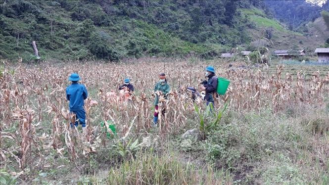 Cán bộ, đảng viên cùng nhân dân xã Thuận Hòa, huyện Vị Xuyên (Hà Giang) giúp các gia đình đang cách ly thu hoạch ngô tại thôn Minh Tiến. Ảnh: Nguyễn Chiến-TTXVN