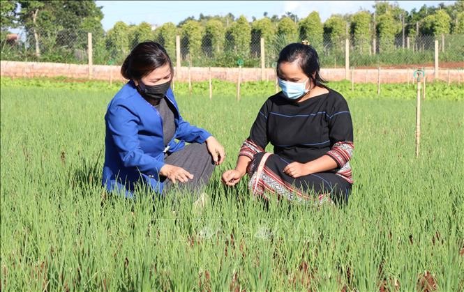 Chi hội Liên hiêp phụ nữ phường Thắng Lợi, thành phố Pleiku (Gia Lai) hướng dẫn kiến thức sản xuất nông sản an toàn cho chị em phụ nữ. Ảnh: Hồng Điệp - TTXVN