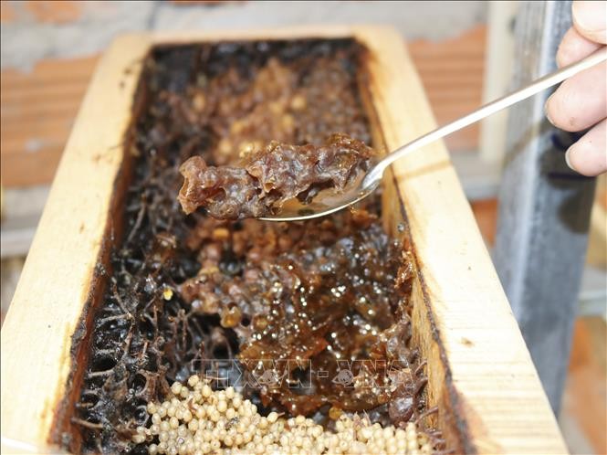 Mô hình khởi nghiệp nuôi ong dú cho hiệu quả kinh tế cao tại Ninh Thuận