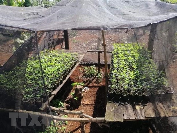 Đắk Lắk: Phát hiện hai hộ gia đình trồng hơn 600 cây cần sa