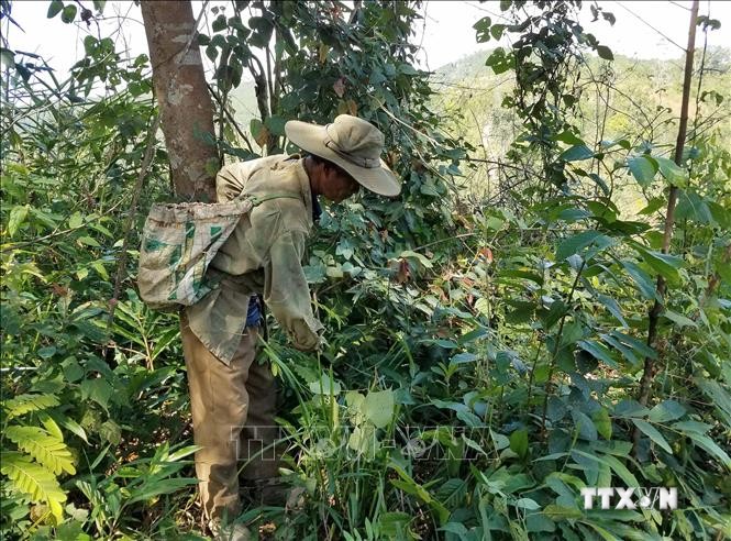Người dân ở Kon Tum được giao khoán quản lý, bảo vệ rừng phát quang khu vực có nguy cơ xảy ra cháy. Ảnh: TTXVN phát