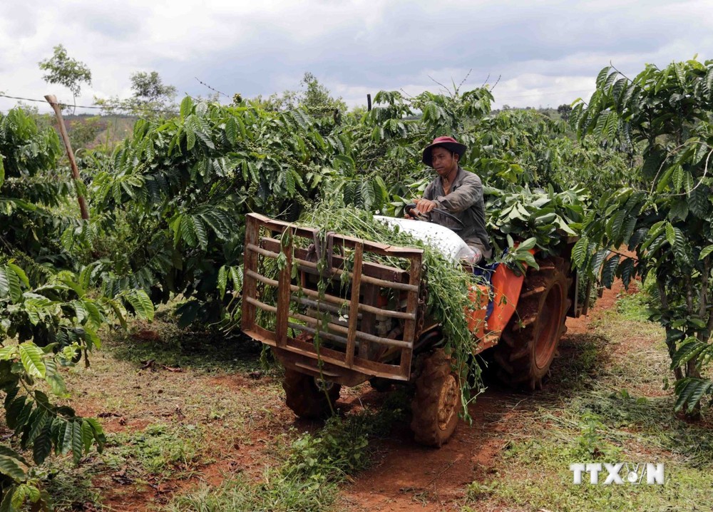 Gia đình anh K'San, dân tộc Ê đê, ở xã Đăk Som, huyện Đăk Glong vay vốn từ Chương trình cho vay hộ sản xuất kinh doanh vùng khó khăn, đâu tư trồng cà phê, mua máy móc phục vụ sản xuất cho hiệu quả kinh tế cao. Ảnh: Trần Việt - TTXVN 
