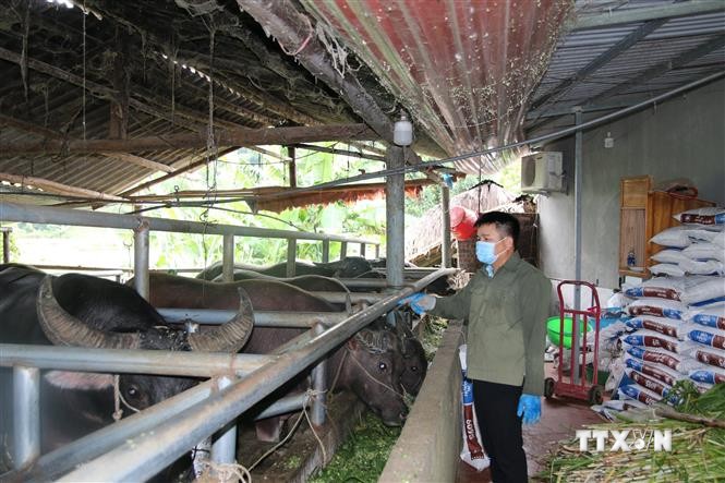 Cơ sở chăn nuôi trâu vỗ béo của ông Hoàng Văn Liêm, thôn Cây Tre, xã Xuân Lai, huyện Yên Bình, tỉnh Yên Bái, với quy mô 200 con/năm, cho lợi nhuận hơn 2 tỷ đồng/năm. Ảnh: Tiến Khánh - TTXVN

