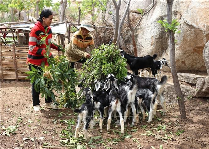 Mô hình nuôi dê kết hợp nhận khoán bảo vệ rừng giúp nhiều hộ đồng bào Chăm ở xã Phước Nam (huyện Thuận Nam, Ninh Thuận) vươn lên thoát nghèo. Ảnh: Nguyễn Thành 
 - TTXVN