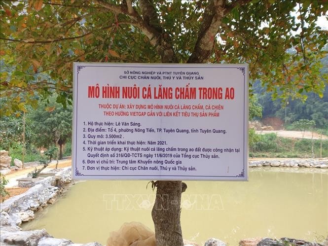 Trung tâm Khuyến nông Quốc Gia, Chi cục Chăn nuôi, Thú y và Thủy sản đã phối hợp với UBND xã Yên Phú (huyện Hàm Yên) và UBND phường Nông Tiến (thành phố Tuyên Quang) triển khai thực hiện mô hình nuôi cá Lăng chấm trong ao thuộc Dự án Khuyến nông Trung ươn