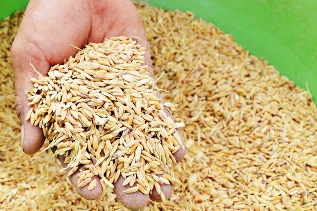Xuất cấp gần 190 tấn hạt giống lúa, ngô hỗ trợ Hà Nam và Quảng Trị khắc phục hậu quả thiên tai