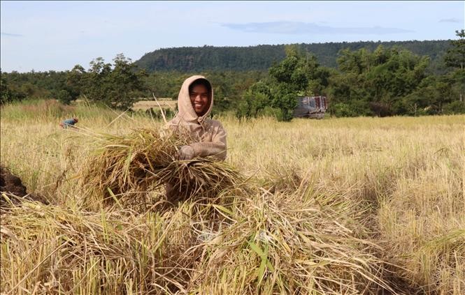 Người dân tộc Bahnar tại huyện Mang Yang (Gia Lai) phấn khởi thu hoạch vụ lúa Ba Chăm trong dịp cuối năm. Ảnh: Hồng Điệp – TTXVN