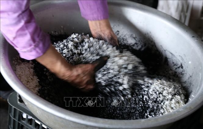 Gao nếp nương được trộn với than lấy từ cây núc nác. Đó là nguyên liệu chính để làm được bánh chưng đen. Ảnh: Quốc Khánh – TTXVN