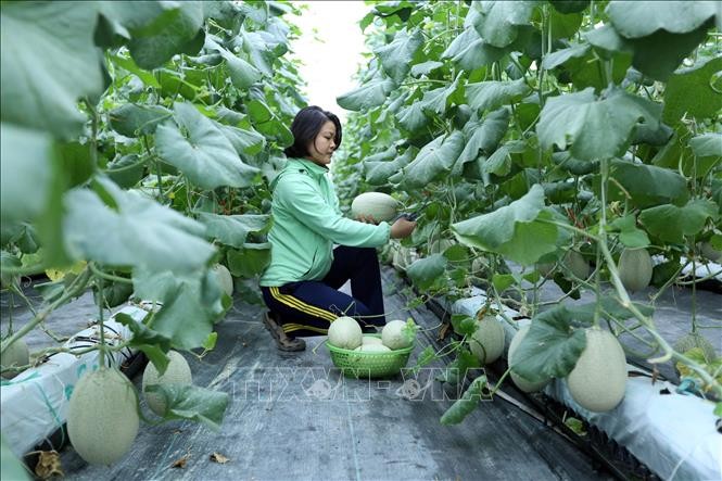 Canh tác nông nghiệp sử dụng công nghệ cao tại Hợp tác xã rau sạch Yên Dũng (Bắc Giang). Ảnh: Danh Lam-TTXVN