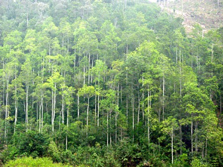 Bắc Giang điều chỉnh cơ cấu 3 loại rừng theo quy hoạch