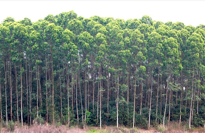 Yên Bái kỷ luật nhiều cán bộ xã vi phạm chính sách chi trả dịch vụ môi trường rừng