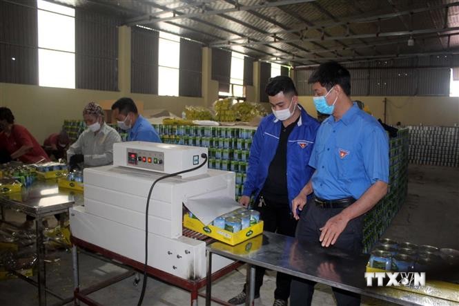 Anh Lê Trường Tùng, xã Trung Thành, huyện Nông Cống (ngoài cùng bên phải) đã xây dựng thành công mô hình áp dụng công nghệ cao và sản xuất dứa, ngô, cà chua đóng hộp xuất khẩu cho thu nhập 4 tỷ/năm. Ảnh: Nguyễn Nam-TTXVN
