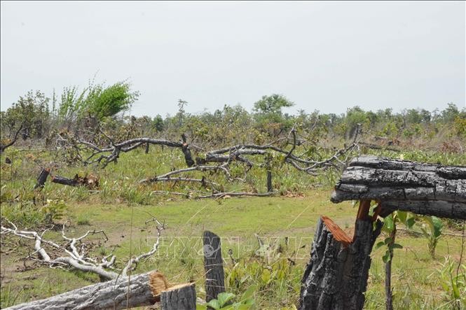 Vụ phá rừng quy mô lớn ở huyện Ea Súp: Xác định được hơn 387 ha rừng bị phá