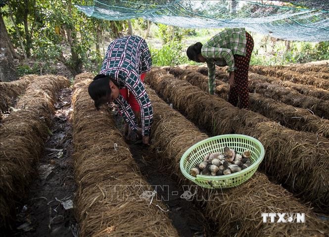 Người dân Khmer ở xã Ngọc Chúc, huyện Giồng Riềng thu hoạch nấm rơm. Ảnh: Hồng Đạt - TTXVN
