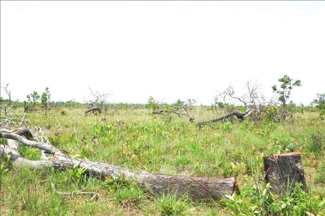 Hiện trường vụ án hủy hoại hơn 382 ha rừng tại xã Ya Tờ Mốt, huyện Ea Súp. Ảnh: Tuấn Anh – TTXVN