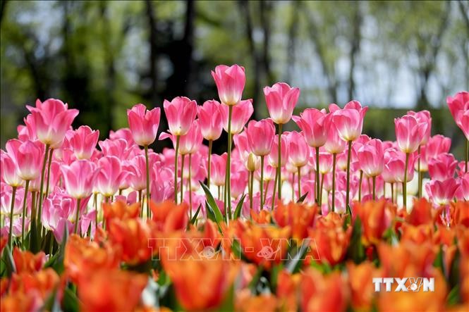 Tưng bừng Lễ hội hoa tulip Istanbul 2022 tại Thổ Nhĩ Kỳ
