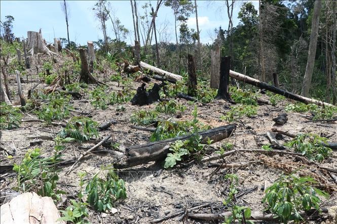 Tình hình phá rừng diễn biến phức tạp ở Đắk Lắk 