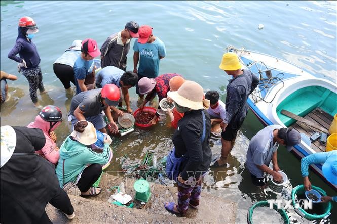 Nhộn nhịp cảnh mua bán cá dìa giống trên bờ biển. Ảnh: Nguyễn Thành – TTXVN
