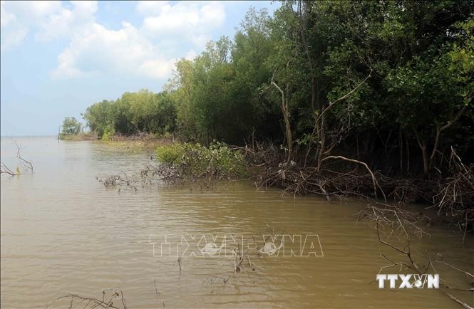 Rừng phòng hộ tại thị trấn Cái Đôi Vàm, huyện Phú Tân đang dần bị biển "nuốt chửng". Ảnh: Huỳnh Anh - TTXVN
