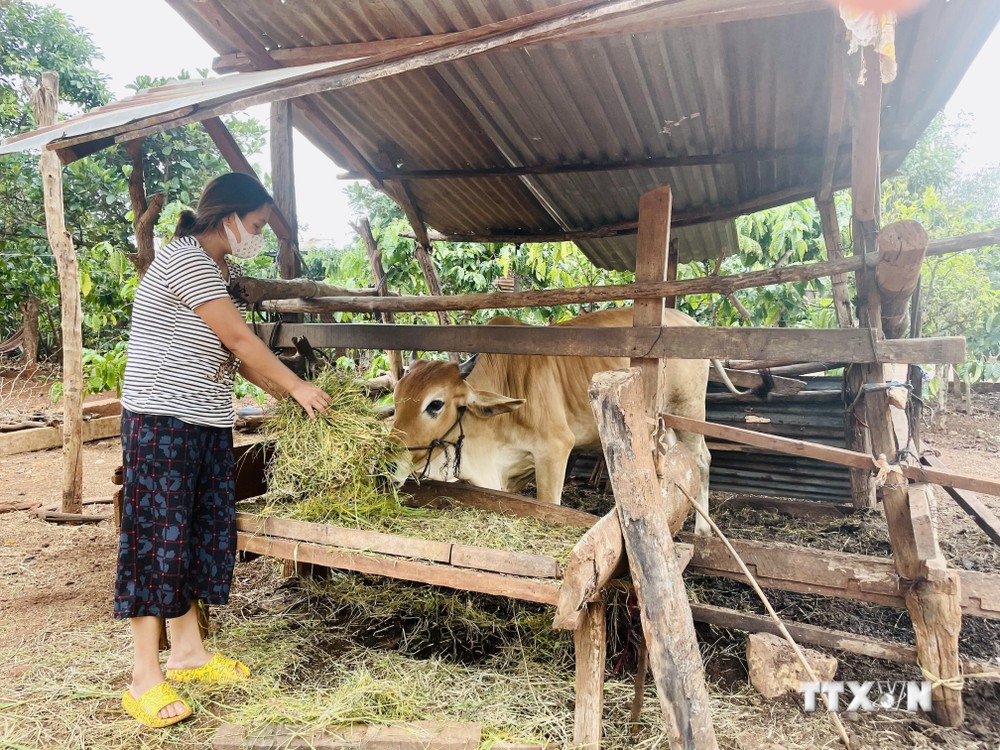 Được sự quan tâm của các cấp chính quyền, gia đình chị Hnăp, hộ nghèo ở xã Glar, huyện Đak Đoa (Gia Lai) đã được trao tặng một con bò cái sinh sản để nhân giống để phát triển kinh tế gia đình. Ảnh: Hồng Điệp - TTXVN
