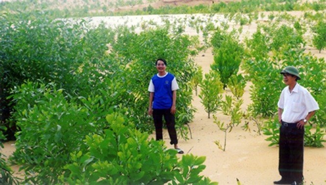 Rừng cây của Công ty cổ phần xuất nhập khẩu Quảng Bình trồng sau khi hoàn trả mặt bằng ở Bàu Dum, Sen Thủy. Ảnh: baoquangbinh.vn