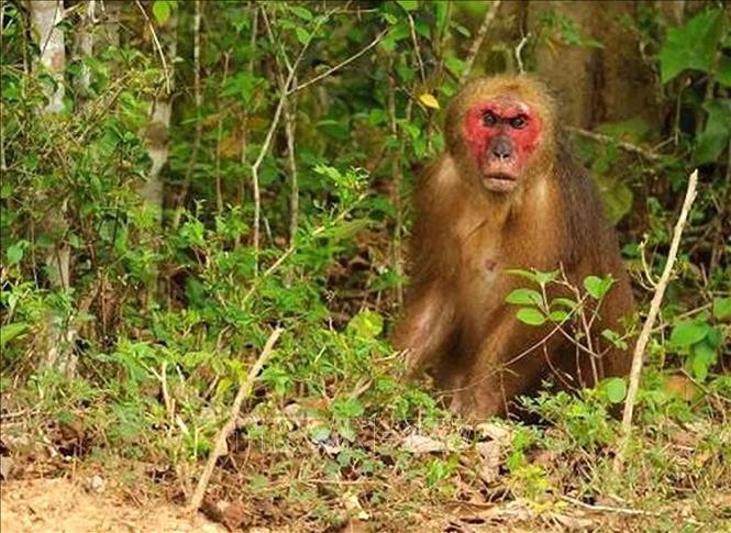Bảo tồn loài khỉ Macaca quý hiếm tại Vườn Quốc gia Bến En