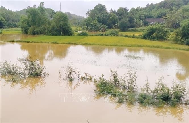 Nhiều diện tích lúa ở xã Minh Quán, huyện Trấn Yên, tỉnh Yên Bái bị ngập lụt. Ảnh: TTXVN phát