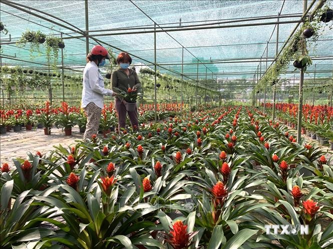 Chị Nguyễn Thị Nga (người bên phải) giới thiệu các giống hoa kiểng cho thương lái. Ảnh: Chương Đài - TTXVN