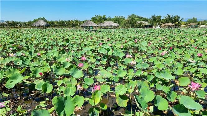 Nhiều hộ đồng bào Chăm ở thị trấn Phước Dân, huyện Ninh Phước đã chuyển đổi những ruộng lúa để trồng sen mang lại hiệu quả kinh tế cao. Ảnh: Nguyễn Thành – TTXVN