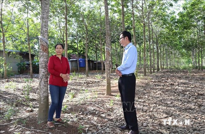 Bà Nguyễn Thị The, thị trấn Ea Súp, huyện Ea Súp được vay 50 triệu đồng theo Nghị quyết 11 để đầu tư cho vườn cao su. Ảnh: Hoài Thu - TTXVN