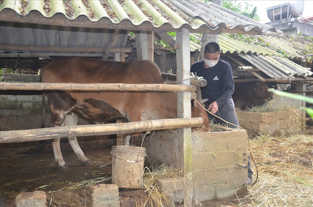 Nhiều hộ dân ở miền núi Thanh Hóa vươn lên thoát nghèo nhờ được hỗ trợ con giống. Nguồn: bdt.thanhhoa.gov.vn