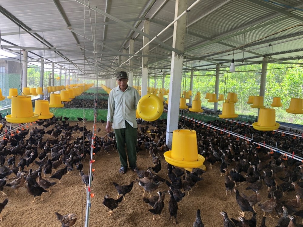 Trại gà rộng 1.200m2, thả nuôi 15.000 con gà của ông Phan Xuân Tâm. Ảnh: Đinh Hương