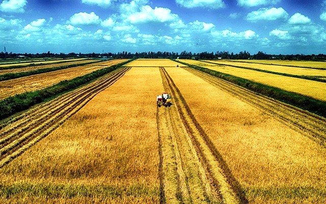 Sản xuất lúa theo mô hình cánh đồng lớn ở Bạc Liêu. Nguồn: nhandan.vn