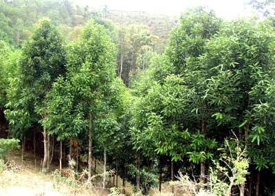 Phú Thọ phủ xanh đồi rừng bằng cây quế