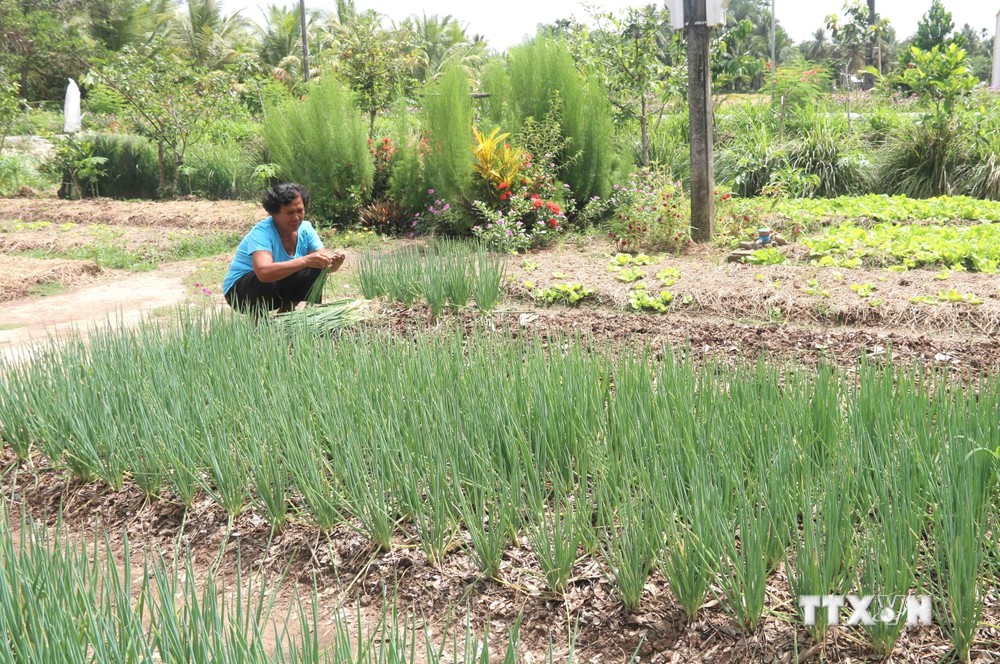 Gia đình bà Thạch Thị Sưa, xã Phong Phú, huyện Cầu Kè có 1,8 ha đất nông nghiệp; trong đó, bà trồng lúa 1,4 ha và trồng màu 0,4 ha. Bình quân mỗi ngày, gia đình bà có nguồn thu nhập khá ổn định, khoảng 300.000 đồng từ 0,4 ha rau màu; cao hơn rất nhiều lần