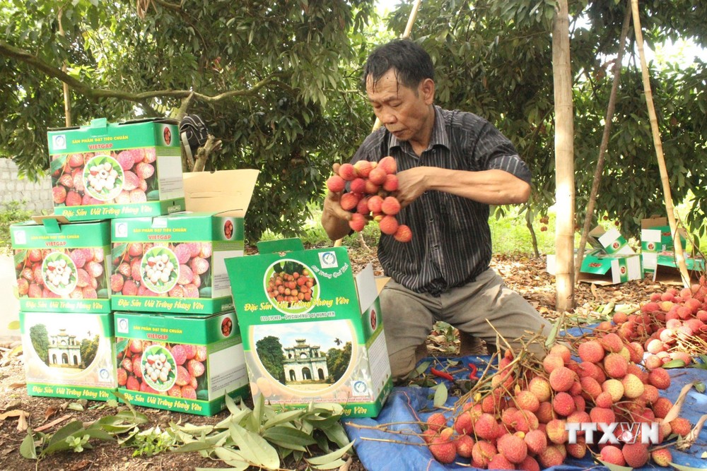Tỉnh Hưng Yên hiện có khoảng 230 ha trồng vải trứng tập trung chủ yếu ở huyện Phù Cừ và Ân Thi. Giá vải trứng bán tại vườn từ 100 - 150 nghìn đồng/kg. Ảnh: Mai Ngoan - TTXVN