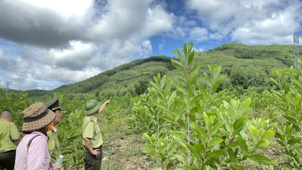 Chi cục Kiểm lâm vùng IV kiểm tra hiện trạng đất rừng tại tiểu khu 208, xã Mỹ Hiệp, huyện Phù Mỹ (Bình Định). Ảnh: Tường Quân - TTXVN