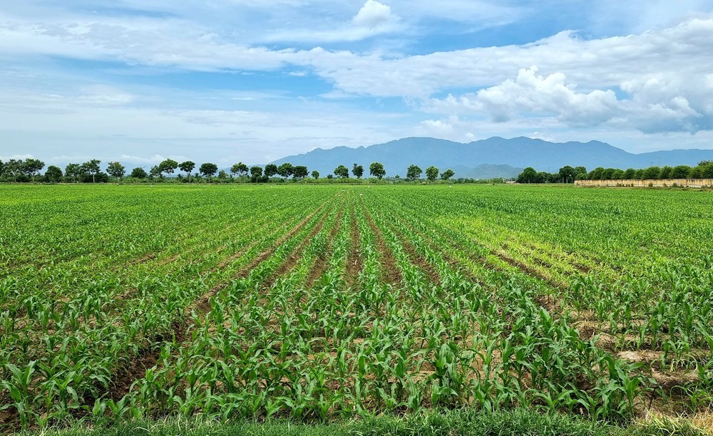 Ninh Thuận chuyển đổi cơ cấu cây trồng phù hợp với điều kiện canh tác