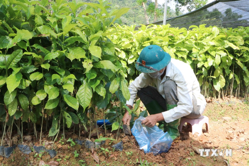 Lai Châu có phương án phù hợp đẩy nhanh tiến độ trồng rừng