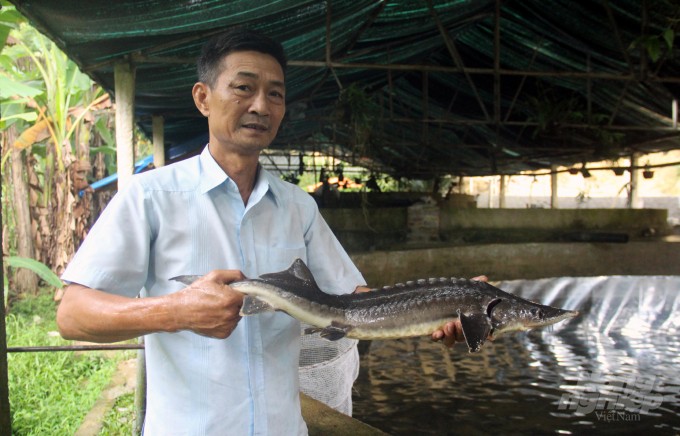 Ông Hà Khắc Sâm - "vua" cá tầm, cá hồi trên đỉnh Pù Rinh. Ảnh: nongnghiep.vn