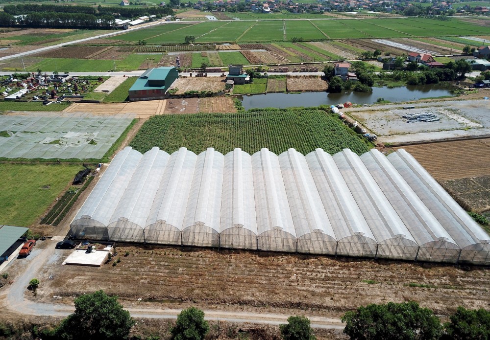 Mô hình sản xuất nông nghiệp theo hướng công nghệ cao của chị Nguyễn Thị Trâm, xã Minh Tân, huyện Lương Tài, tỉnh Bắc Ninh. Ảnh: Đinh Văn Nhiều-TTXVN