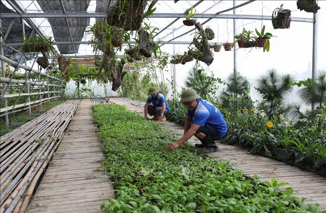 Chăm  sóc vườn rau trong nhà màng tại Hợp tác xã Sản xuất, Thương mại và dịch vụ Organic (Bắc Giang). Ảnh: Danh Lam - TTXVN