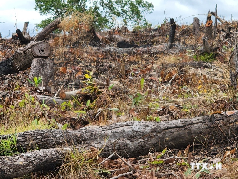 Gia Lai khẩn trương điều tra vụ phá 6 ha rừng tự nhiên làm rẫy