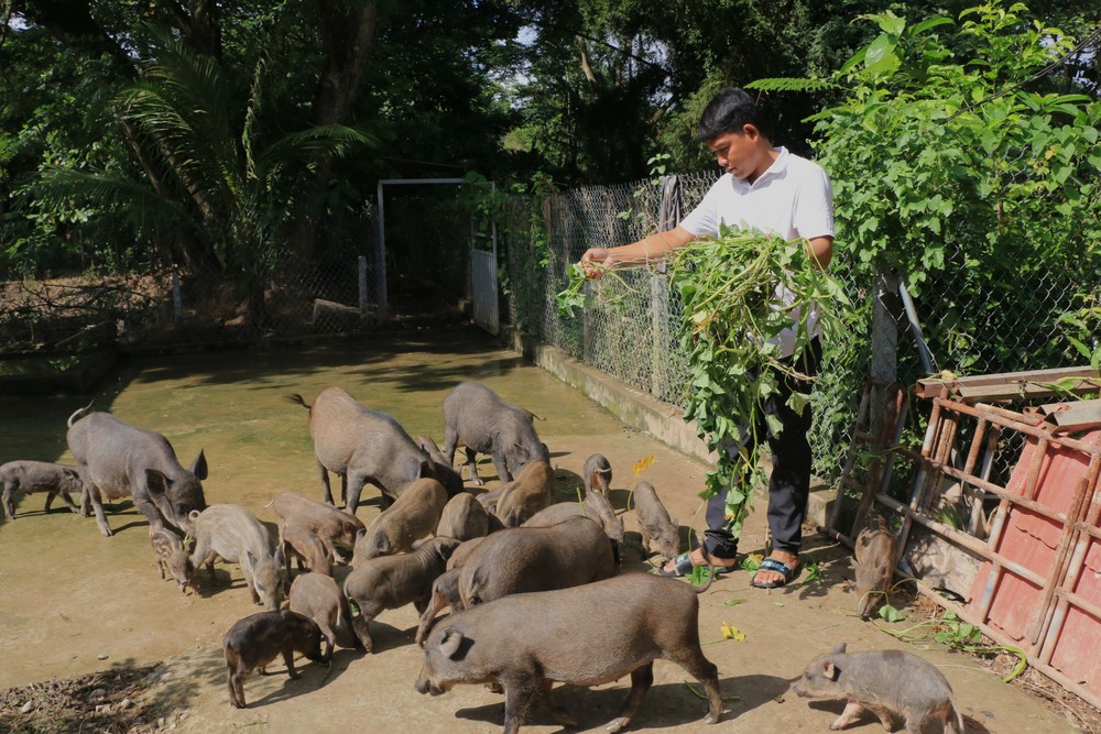 Tổ Hợp tác nuôi heo rừng xã Long Thuận đã ký hợp đồng tiêu thụ với một công ty trong tỉnh Đồng Tháp. Ảnh: Nhựt An – TTXVN