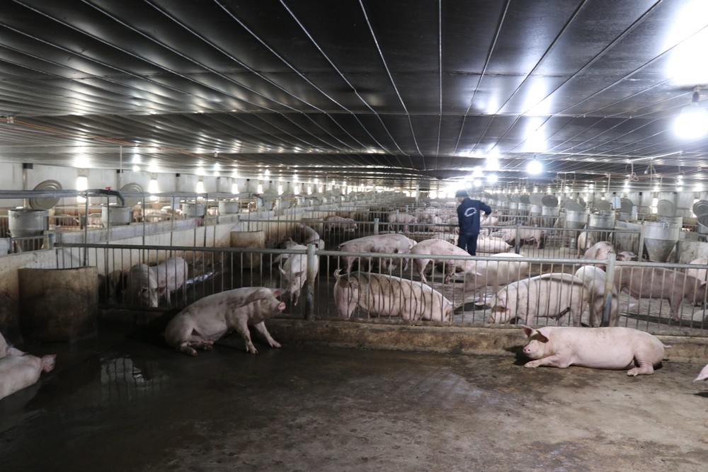 Cụm chăn nuôi heo tại xã Pơ Lang, huyện Mang Yang của Công ty Cổ phần Chăn nuôi Gia Lai, tập đoàn Hoàng Anh Gia Lai cung cấp ra thị trường khoảng 6.000 con heo thịt/tháng. Ảnh: Hồng Điệp – TTXVN