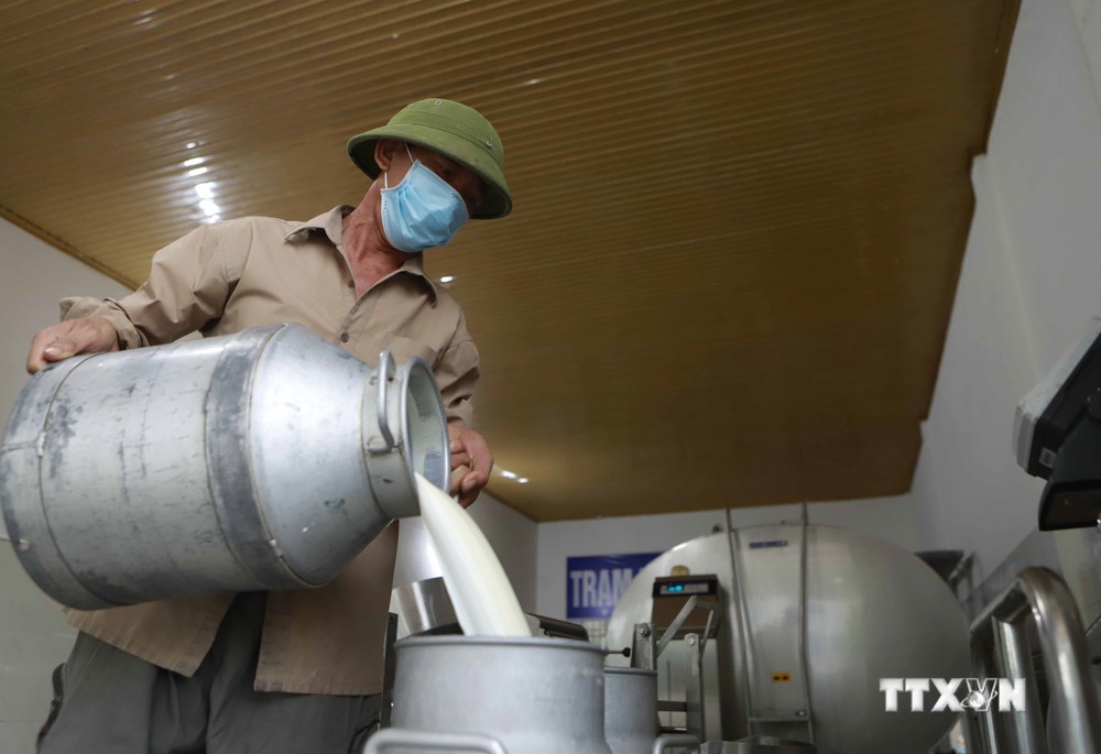 Nông dân cung cấp sữa bò tươi làm nguyên liệu chế biến các sản phẩm sữa cho HTX chăn nuôi bò sữa Tam Đảo Ảnh: Hoàng Hùng - TTXVN
