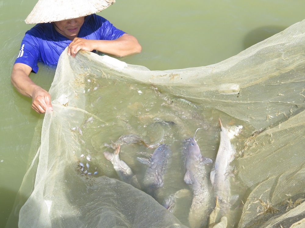 Anh Phạm Văn Hàn mở hướng phát triển kinh tế mới ở vùng cao với nghề nuôi cá quất