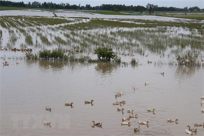Hợp lực chuyển đổi bền vững nông nghiệp Đồng bằng sông Cửu Long